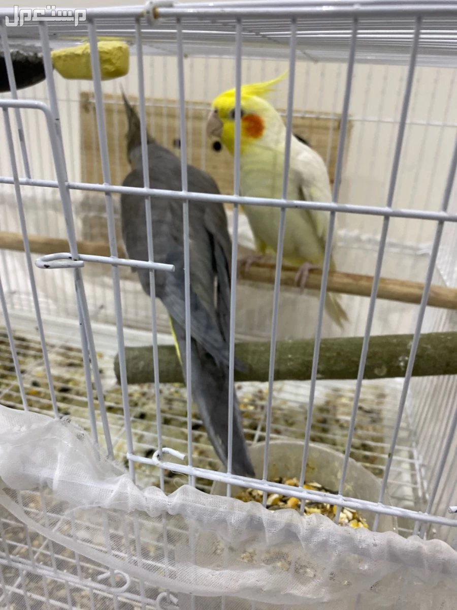 زوج كروان منتج من قبل والحين يتزوج هذا هو