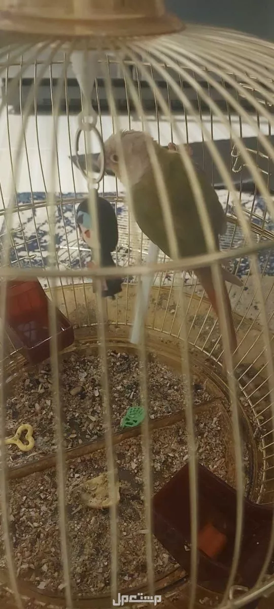 كنيور بمكه انانس  في مكة المكرمة بسعر 300 ريال سعودي