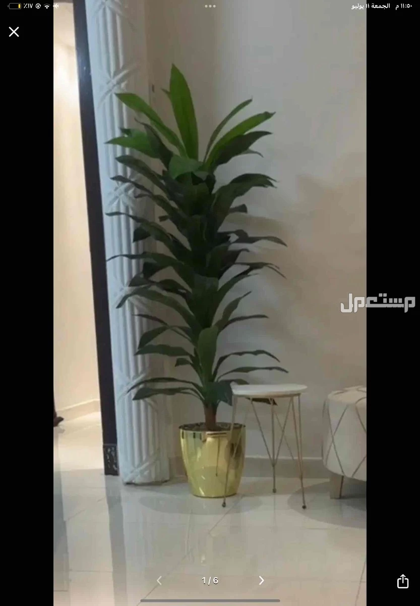 شجره للبيع نظيفه وكبيره بدون اي عيوب سبب البيع النقل المفاجئ شريتها قبل كم شهر ب 220 في الرياض بسعر 140 ريال