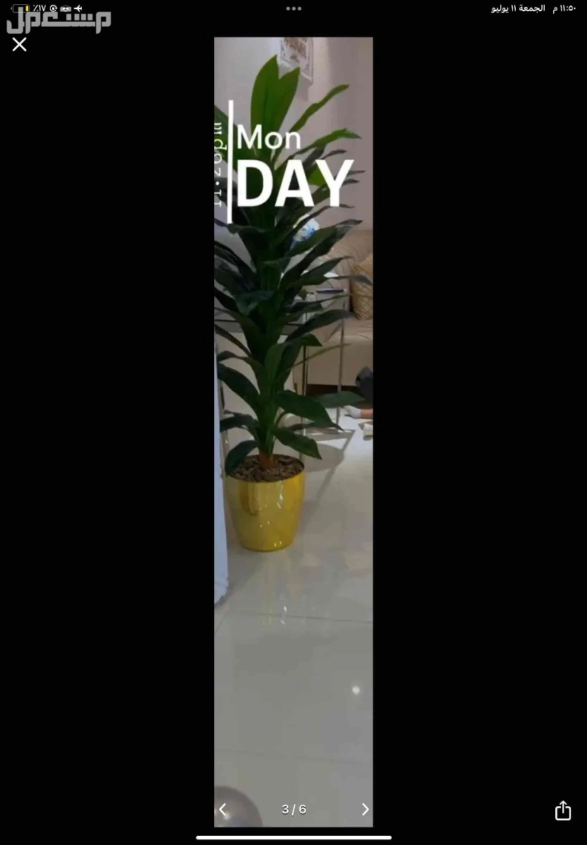 شجره للبيع نظيفه وكبيره بدون اي عيوب سبب البيع النقل المفاجئ شريتها قبل كم شهر ب 220 في الرياض بسعر 140 ريال