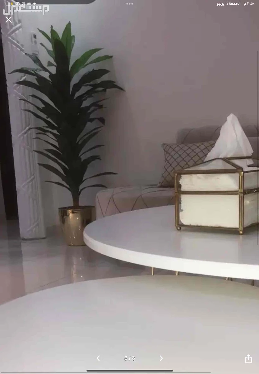 شجره للبيع نظيفه وكبيره بدون اي عيوب سبب البيع النقل المفاجئ شريتها قبل كم شهر ب 220 في الرياض بسعر 140 ريال