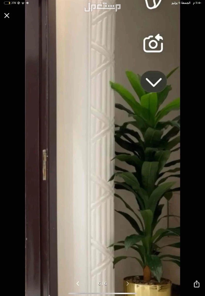 شجره للبيع نظيفه وكبيره بدون اي عيوب سبب البيع النقل المفاجئ شريتها قبل كم شهر ب 220 في الرياض بسعر 140 ريال