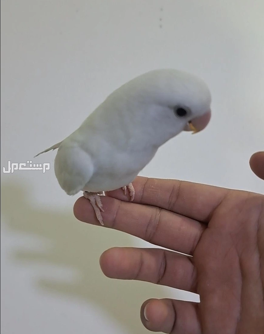 طير روز تربيه للبيع ع السوم مع قفص