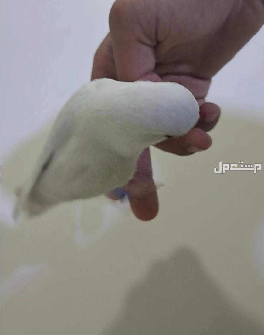 طير روز تربيه للبيع ع السوم مع قفص