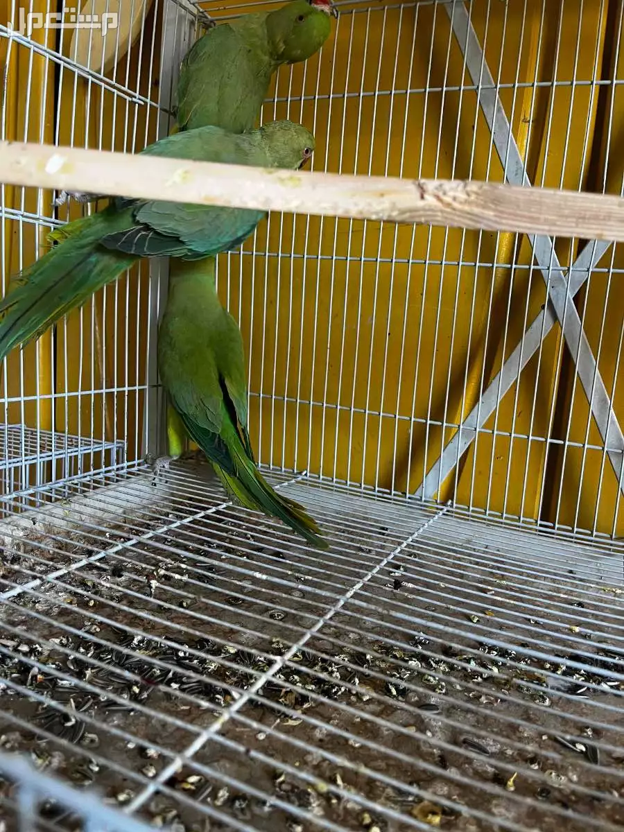 درة للبيع فوق 100ريال في الرياض