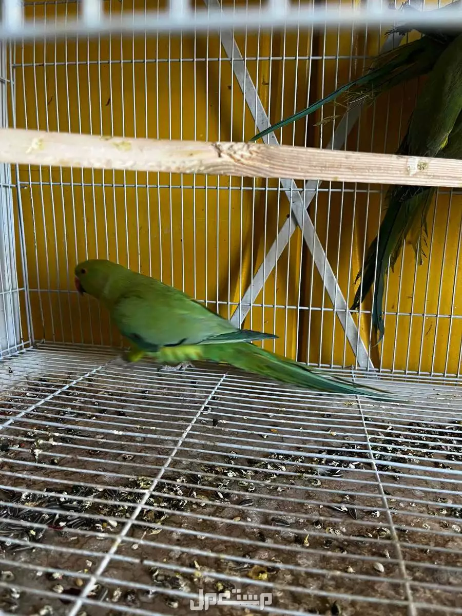 درة للبيع فوق 100ريال في الرياض