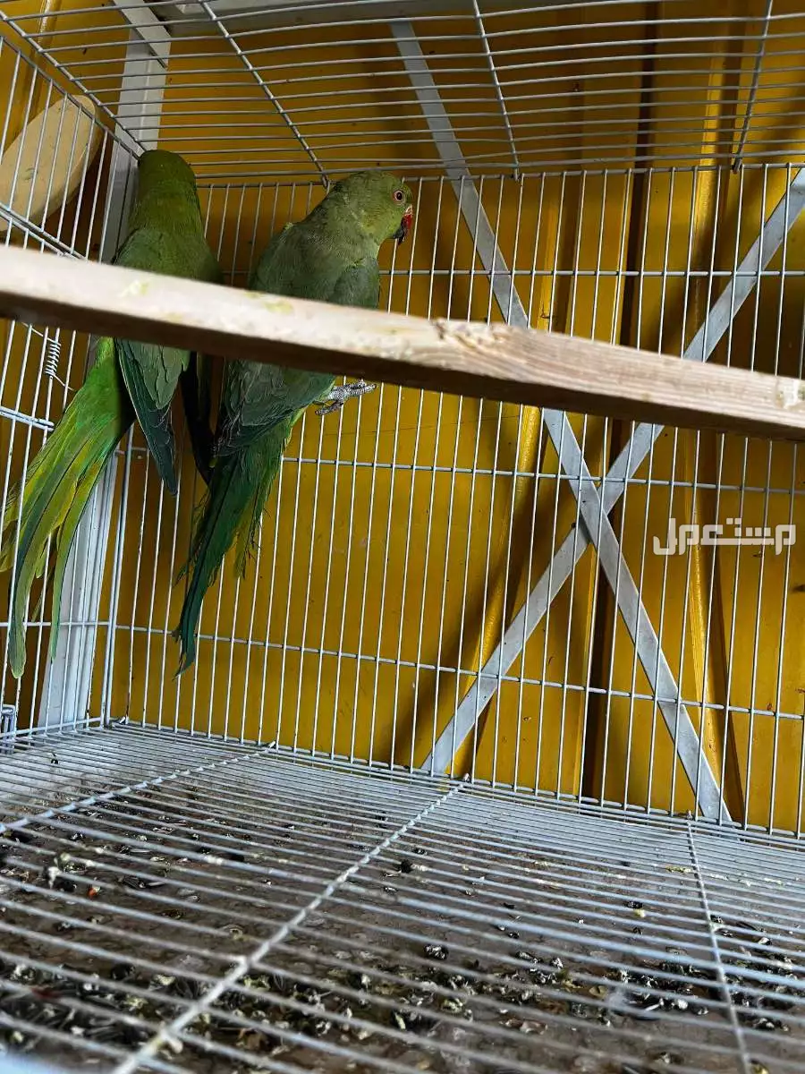 درة للبيع فوق 100ريال في الرياض