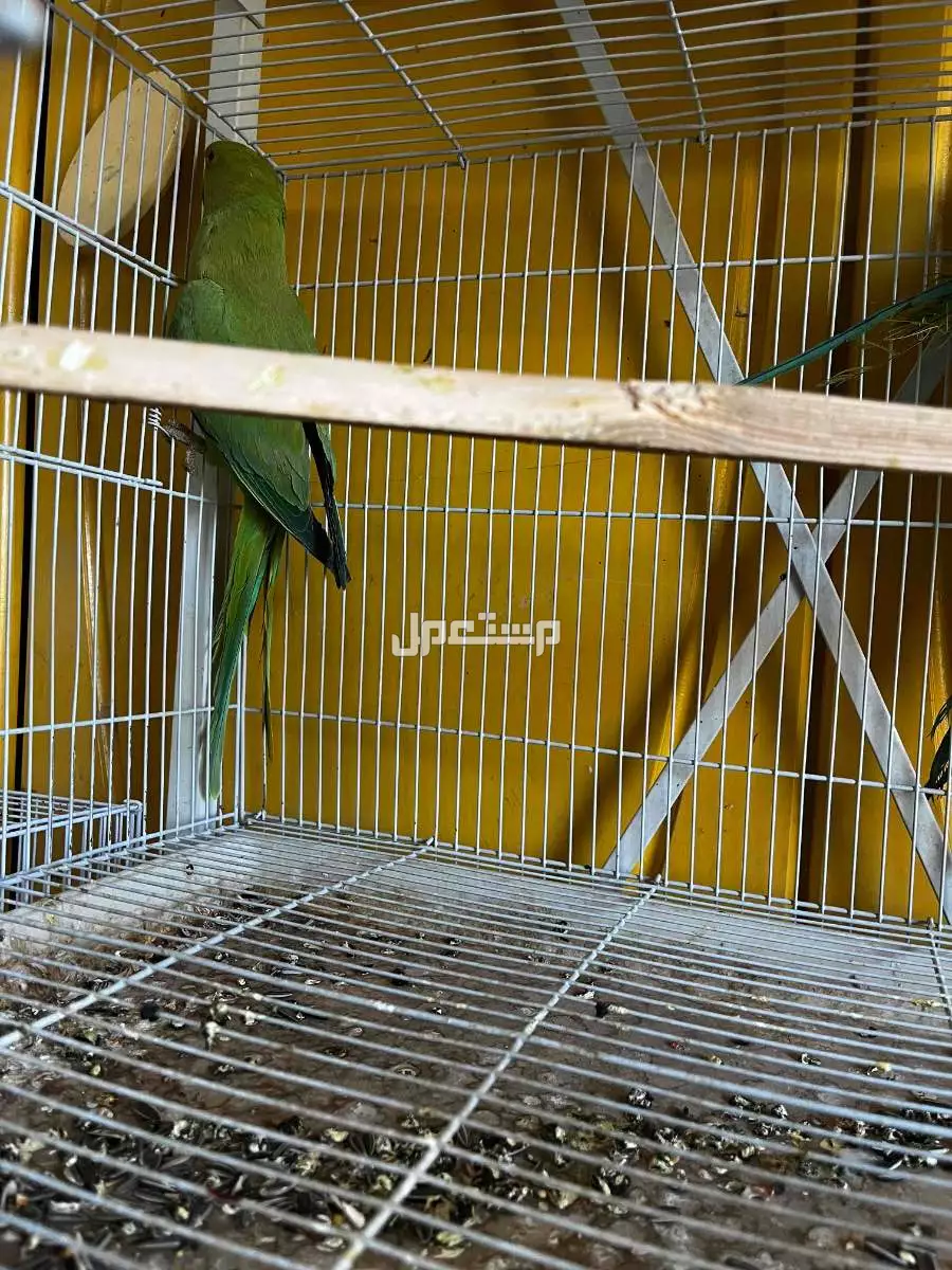 درة للبيع فوق 100ريال في الرياض