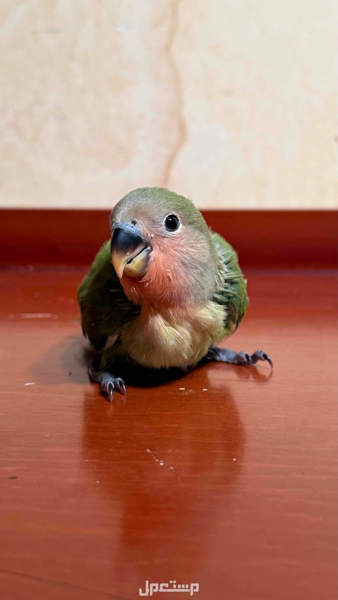 طيور روز نهاية غر  في الرياض بسعر 600 ريال سعودي