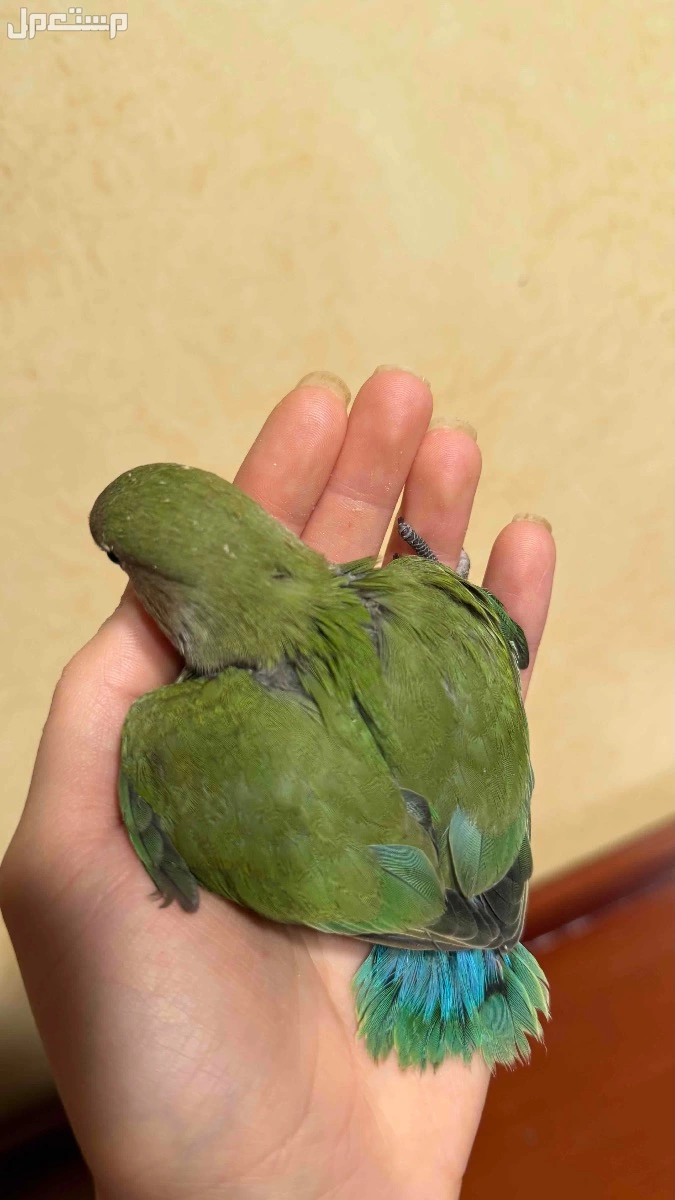 طيور روز نهاية غر  في الرياض بسعر 600 ريال سعودي