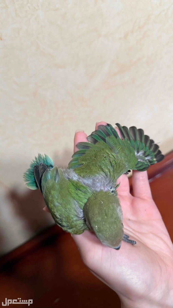 طيور روز نهاية غر  في الرياض بسعر 600 ريال سعودي
