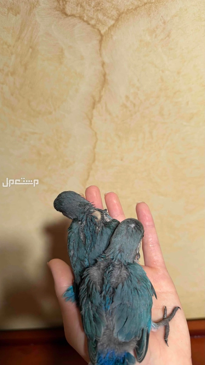 طيور روز نهاية غر  في الرياض بسعر 600 ريال سعودي