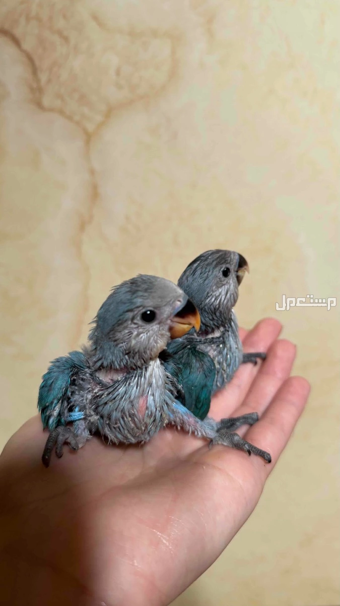 طيور روز نهاية غر  في الرياض بسعر 600 ريال سعودي