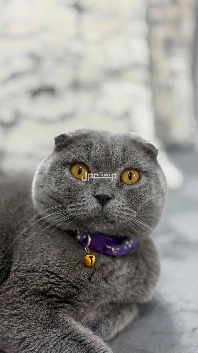 بيع قط سكوتس فولد في الدمام بسعر 800 ريال سعودي