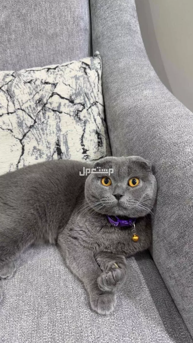 بيع قط سكوتس فولد في الدمام بسعر 800 ريال سعودي