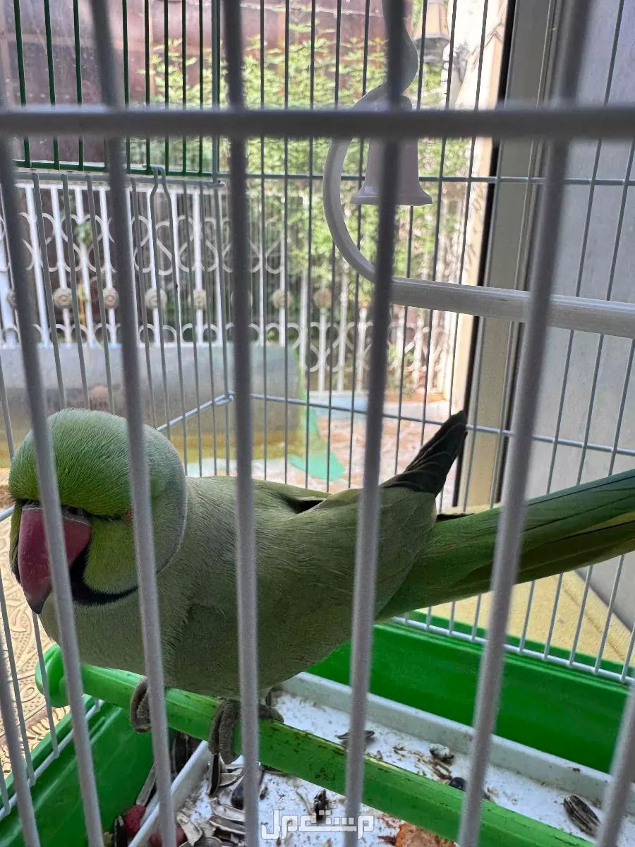 للبيع دره هندي اليف في العين بسعر 800 درهم إماراتي