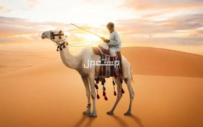 توقعات درجات الحرارة في السعودية لشهر ديسمبر 2025 في جميع المناطق حالة الطقس في السعودية ديسمبر