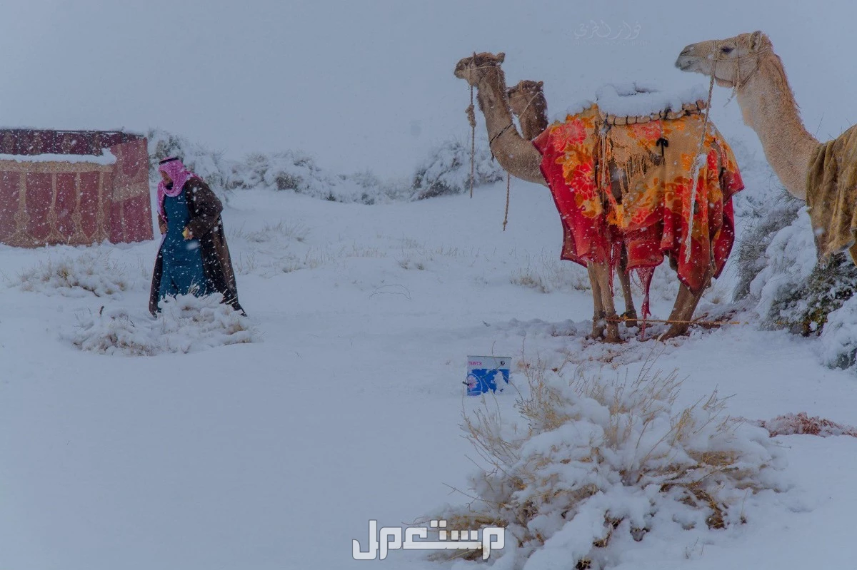 توقعات درجات الحرارة في السعودية لشهر ديسمبر 2025 الطقس المتوقع ديسمبر 2025