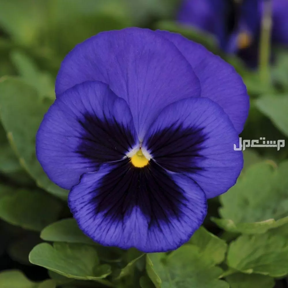 أفضل أنواع الزهور الموسمية الشتوية 2026.. دليل شامل نباتات الزراعة الشتوية