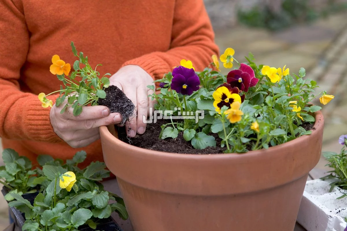 أفضل أنواع الزهور الموسمية الشتوية 2026.. دليل شامل ألوان الزهور الشتوية