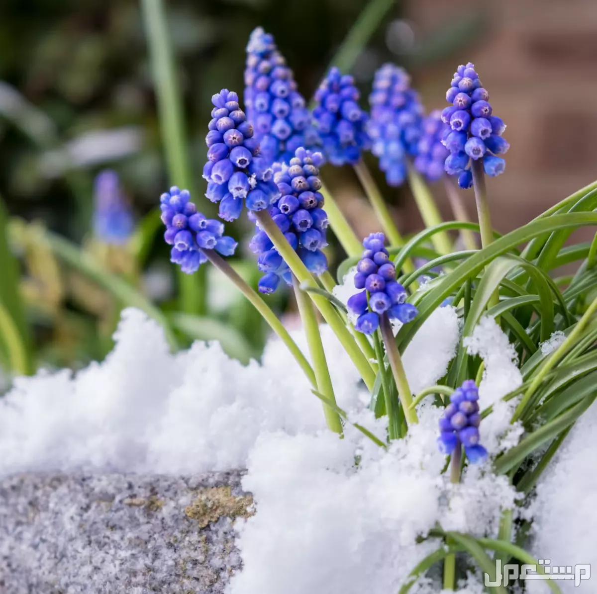 أفضل أنواع الزهور الموسمية الشتوية 2026.. دليل شامل الزهور الموسمية في السعودية