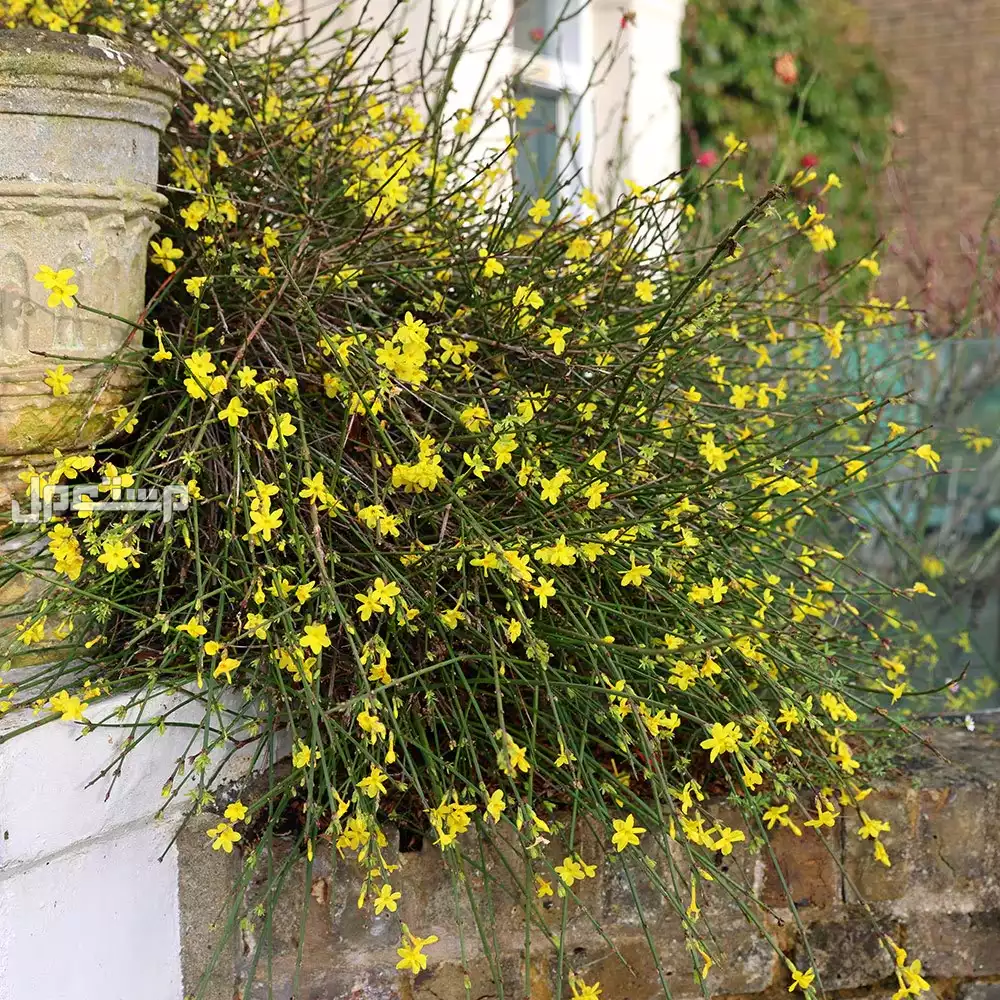 أفضل أنواع الزهور الموسمية الشتوية 2026.. دليل شامل نباتات منزلية شتوية