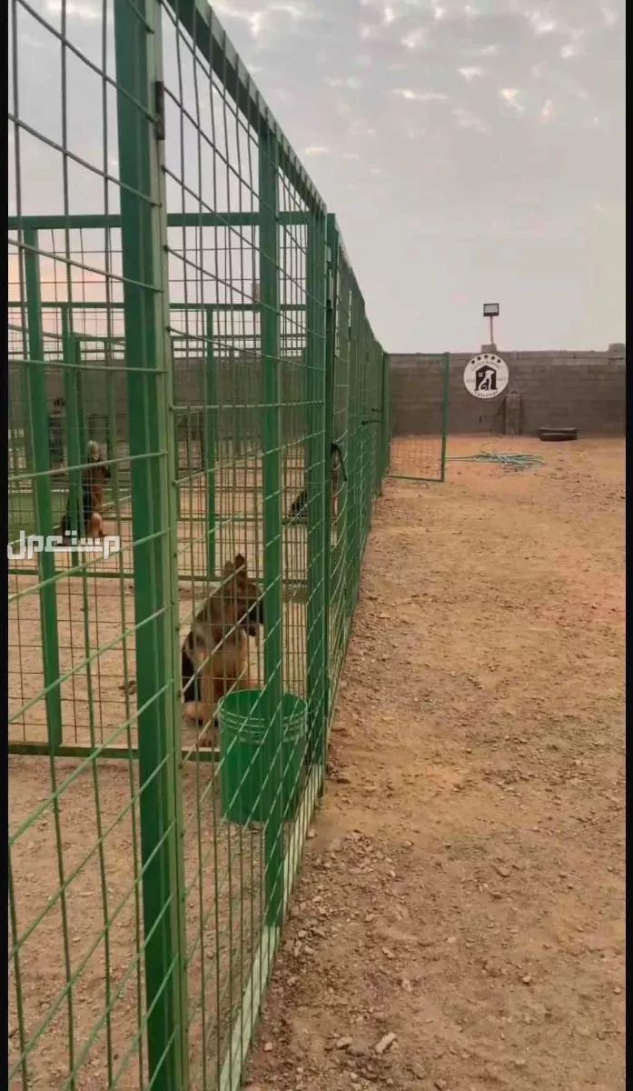 فندقة وتدريب كلاب بإحترافية تامة