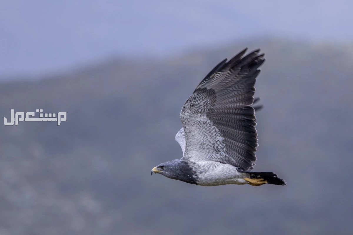 قائمة أقوى انواع النسور وأسماءها بالصور نسر الصدر الأسود