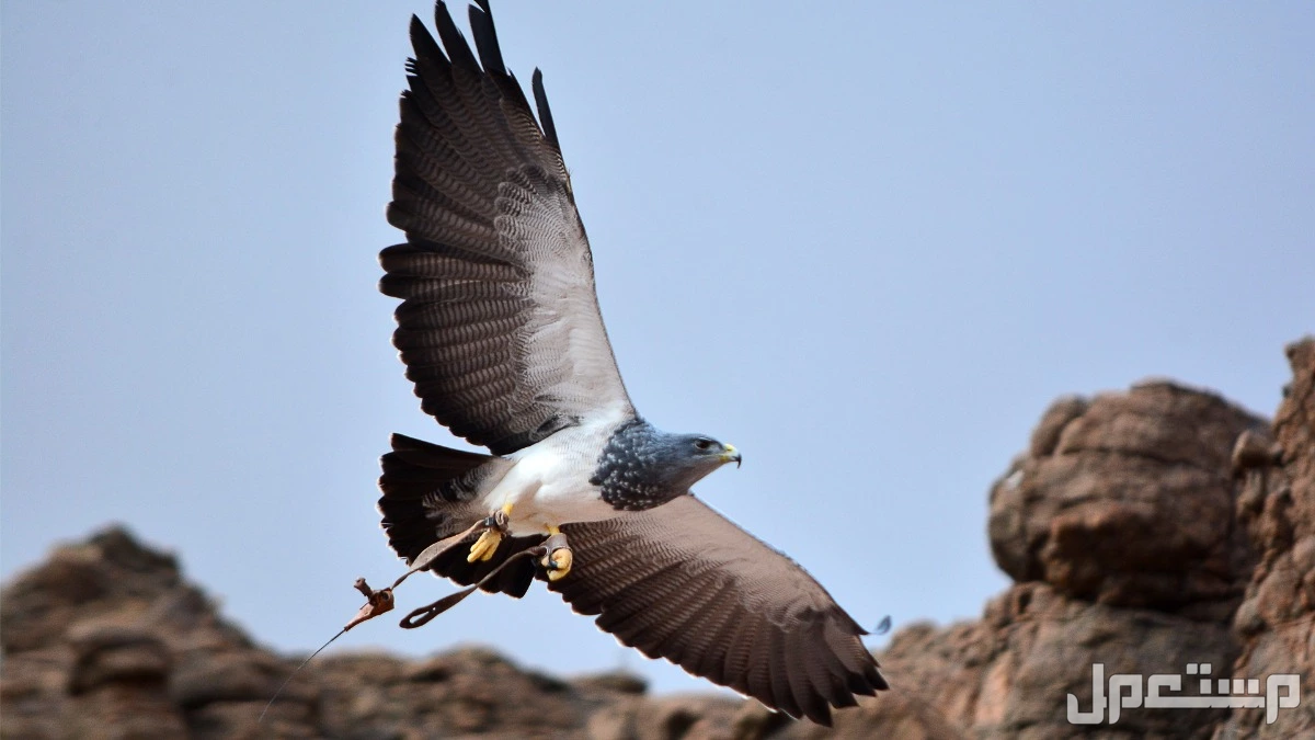 قائمة أقوى انواع النسور وأسماءها بالصور أقوى انواع النسور