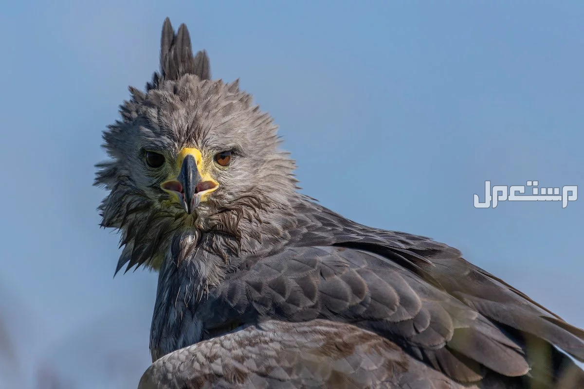 قائمة أقوى انواع النسور وأسماءها بالصور نسر تشاكو