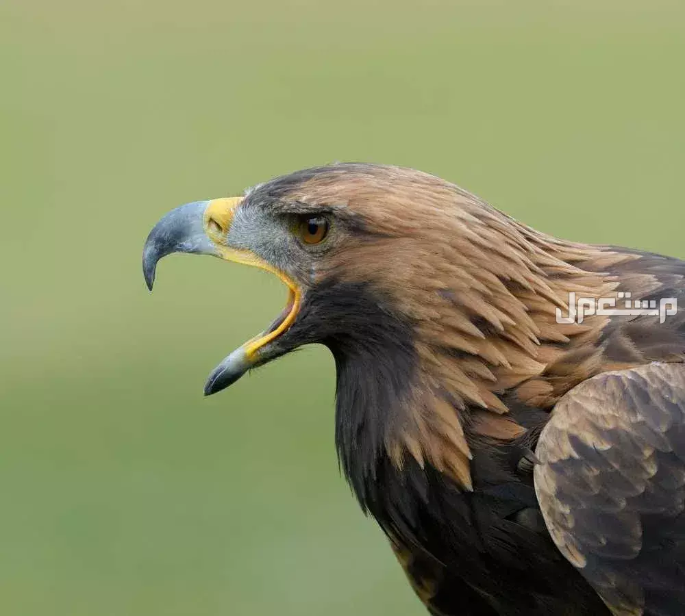 قائمة أقوى انواع النسور وأسماءها بالصور أقوى انواع النسور