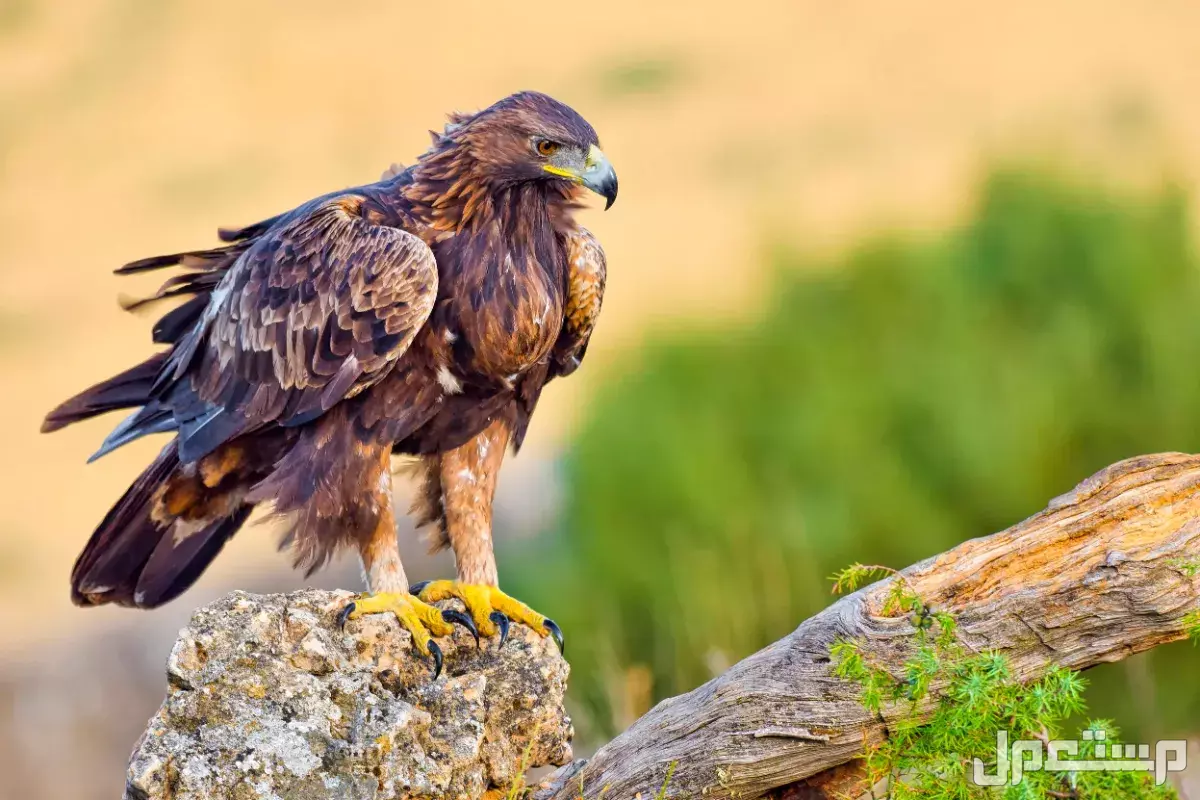 قائمة أقوى انواع النسور وأسماءها بالصور النسر الذهبي