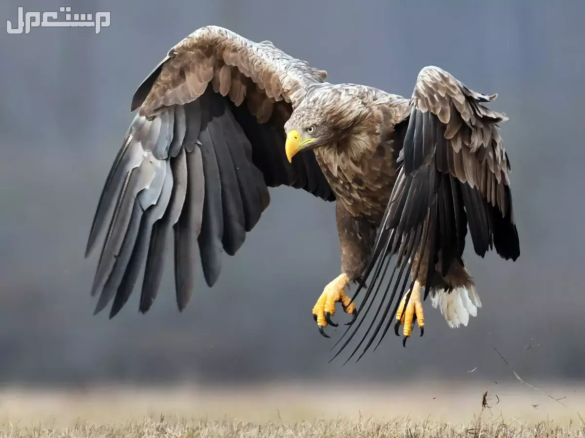 قائمة أقوى انواع النسور وأسماءها بالصور النسر أبيض الذيل