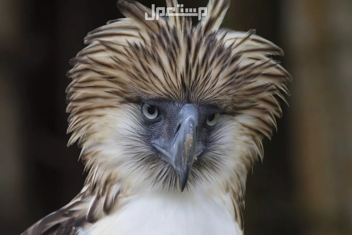 قائمة أقوى انواع النسور وأسماءها بالصور النسر الفلبيني