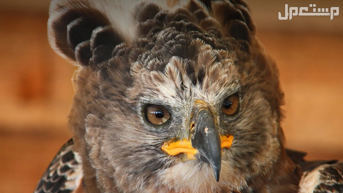 قائمة أقوى انواع النسور وأسماءها بالصور النسر المتوج