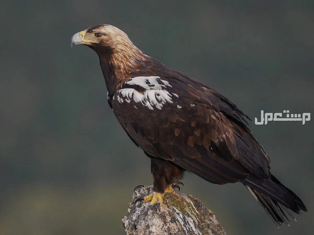 قائمة أقوى انواع النسور وأسماءها بالصور النسر الإمبراطوري الإسباني