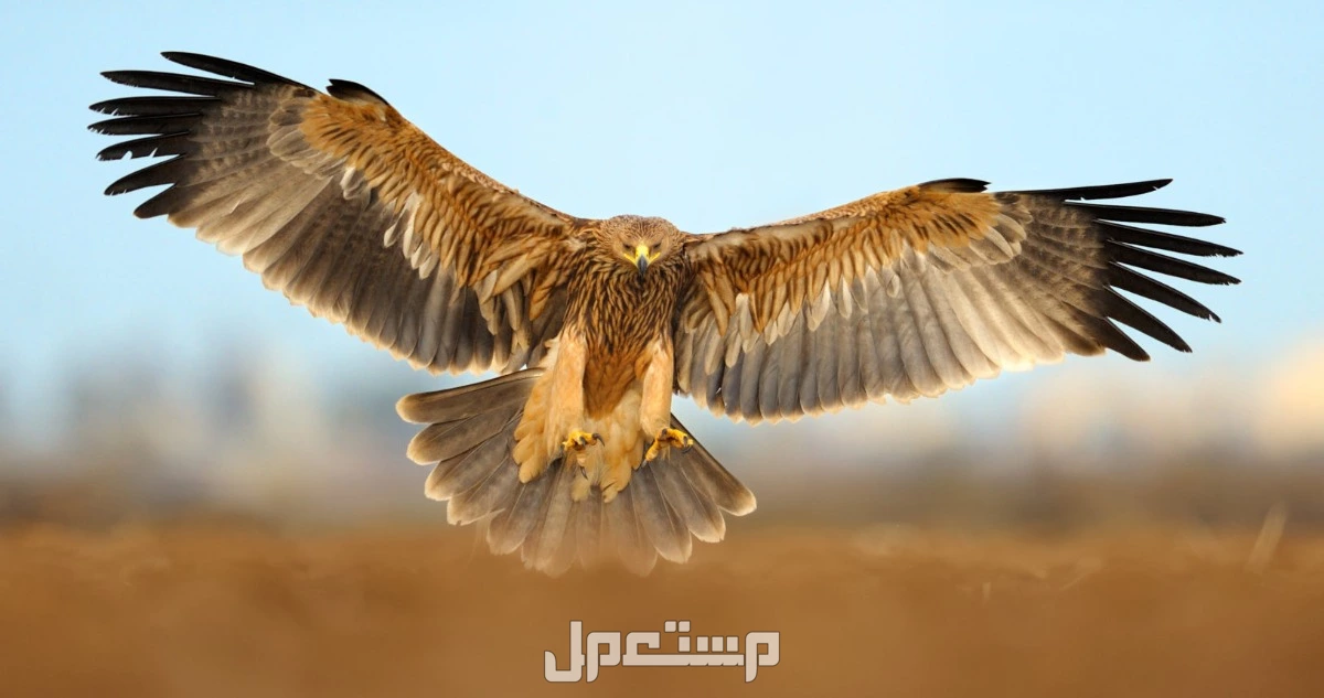 قائمة أقوى انواع النسور وأسماءها بالصور ملكة العقبان الشرقية