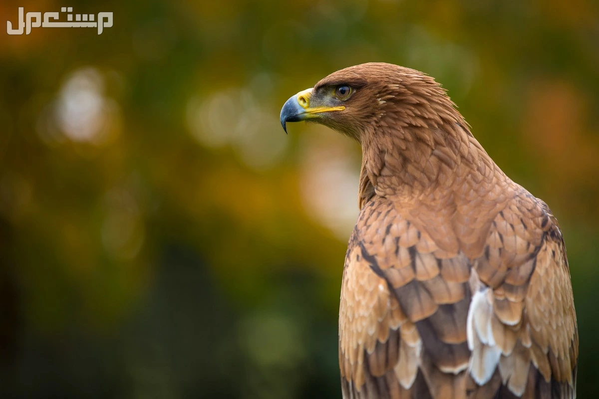 قائمة أقوى انواع النسور وأسماءها بالصور عقاب السهوب