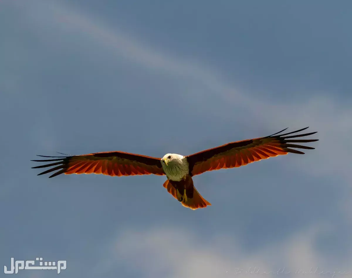 قائمة أقوى انواع النسور وأسماءها بالصور