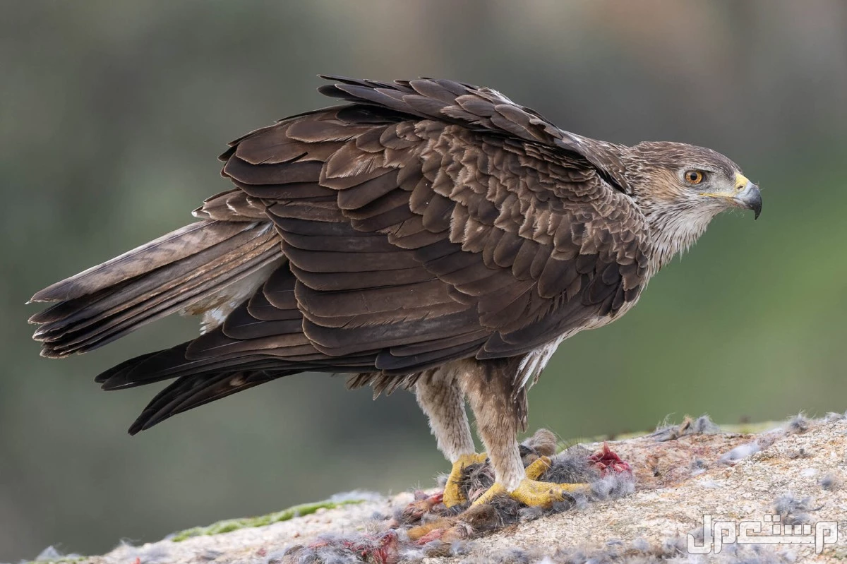 قائمة أقوى انواع النسور وأسماءها بالصور نسر بونيلي
