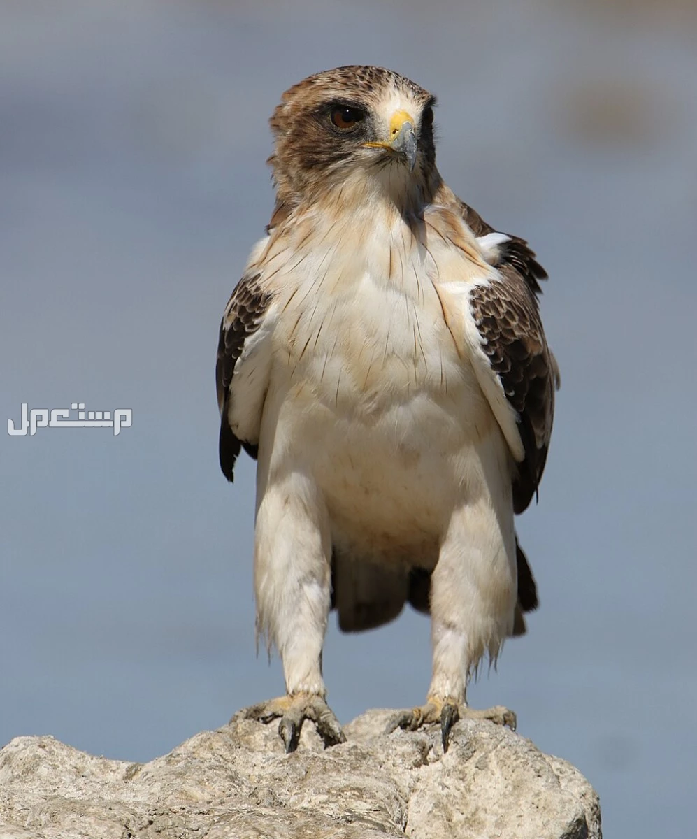 قائمة أقوى انواع النسور وأسماءها بالصور النسر القزم