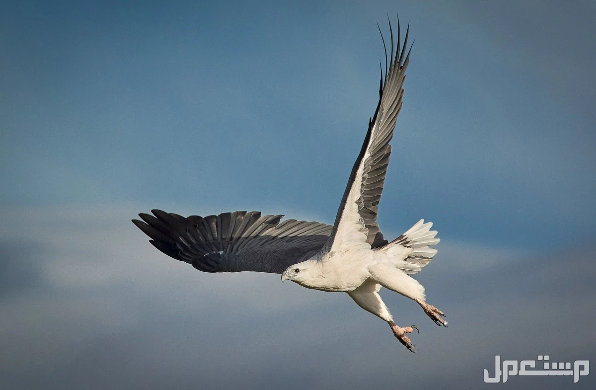 قائمة أقوى انواع النسور وأسماءها بالصور نسر البحر أبيض البطن