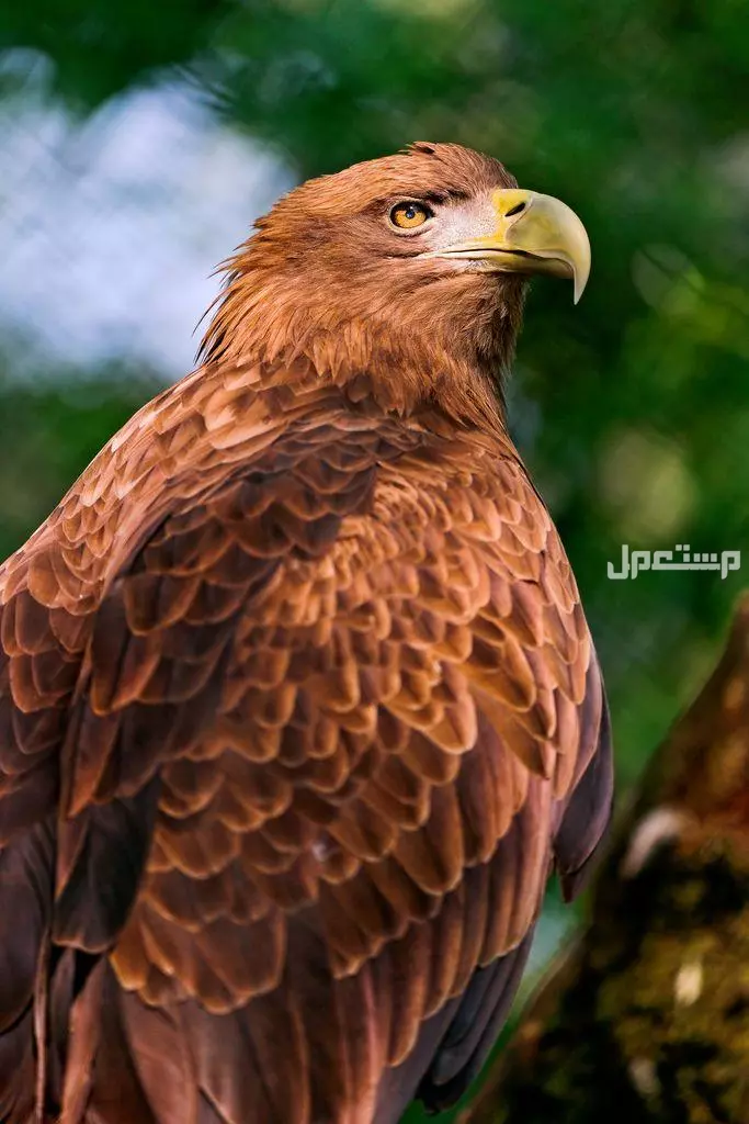 قائمة أقوى انواع النسور وأسماءها بالصور النسر البني