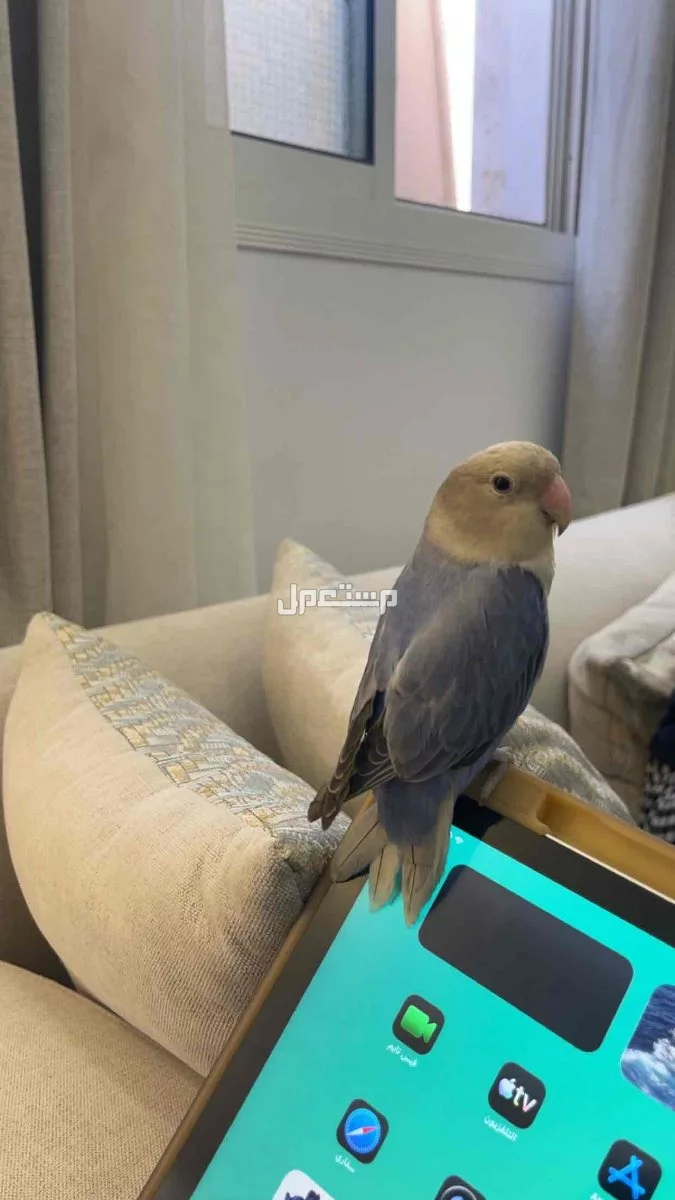 زوج طيور روز في المدينة المنورة بسعر 550 ريال سعودي