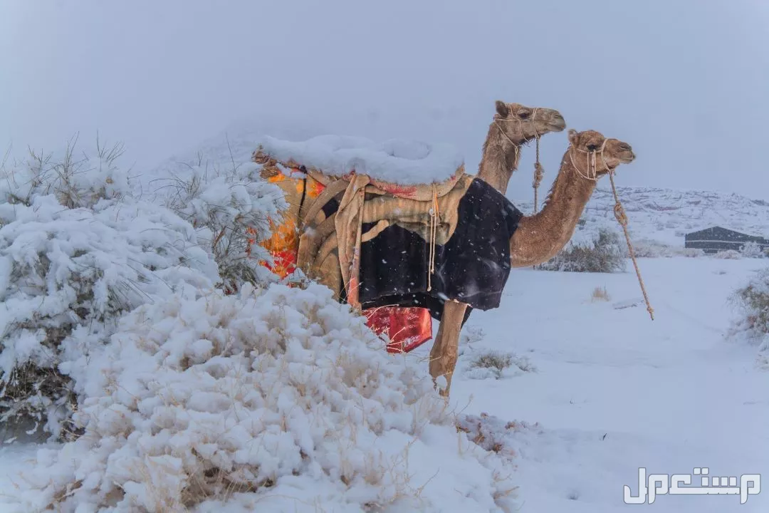 جدول موسم الأمطار في السعودية 1447: كيف سيكون طقس رمضان 2026؟ موسم المطر في السعودية 1447