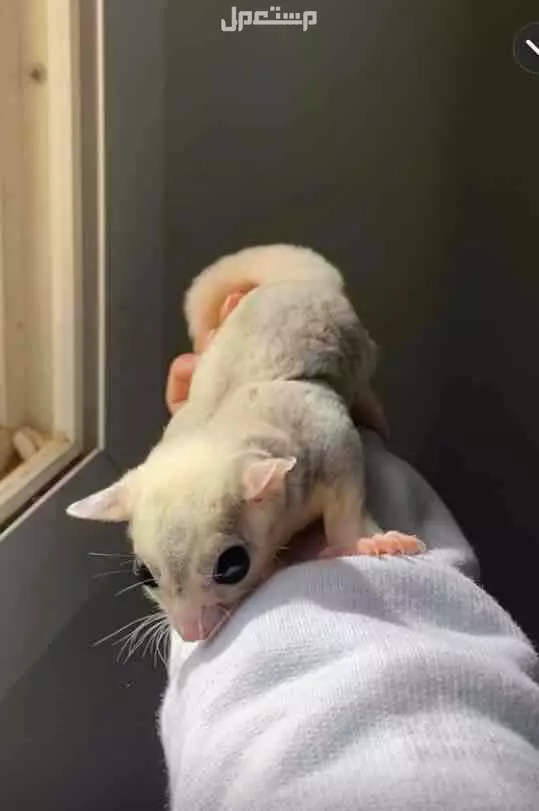 متوفر شوقر قلايدر السنجاب الطائر و ازواج منتجه في تبوك موزاييك ذكر