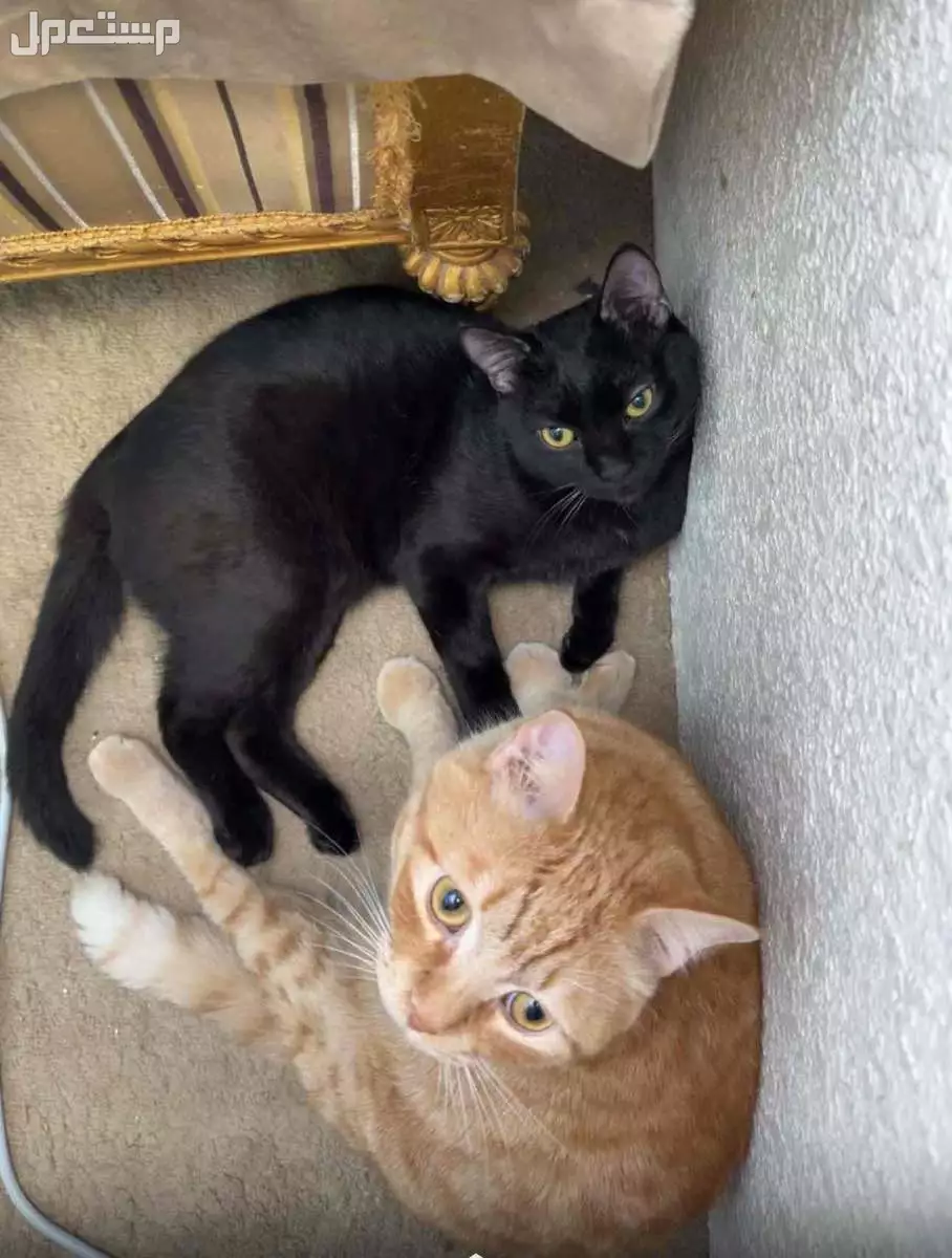 قطط للتبني معقمة لا تطلب تزاوج ومطعمة بالدرعية