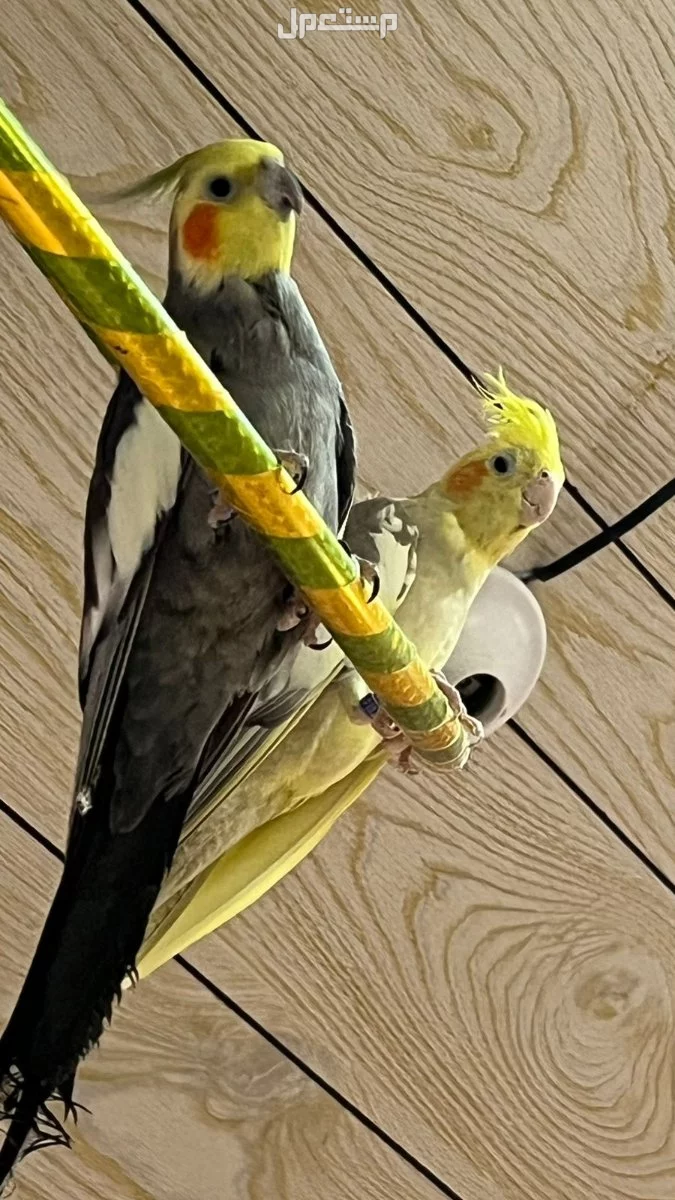 زوج كروان منتج في الأحساء(قرية المطيرفي ) بسعر 500 ريال سعودي