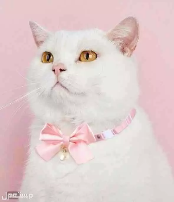 للبيع مستلزمات القطط جديدة ب 300﷼ بالرياض