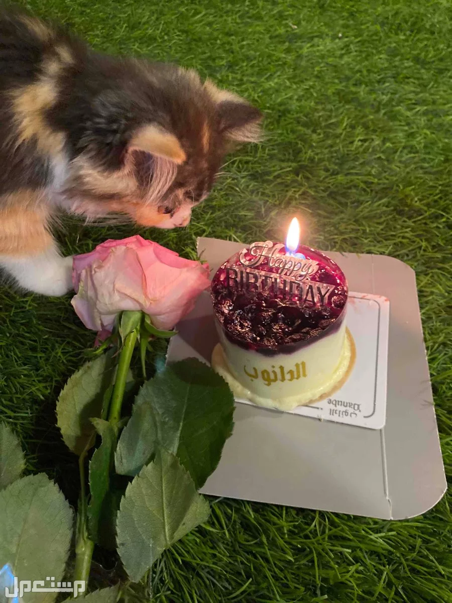 للبيع قطه شيرازيه لعوبه وحبوبه جداا